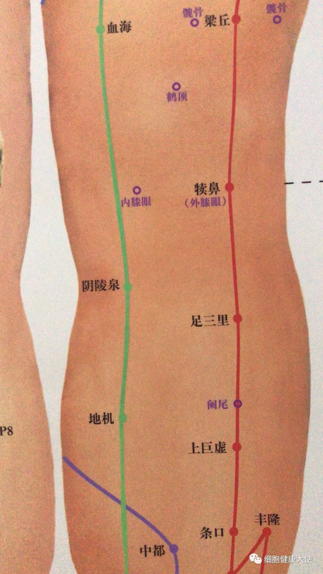 八脉交会穴  下合穴