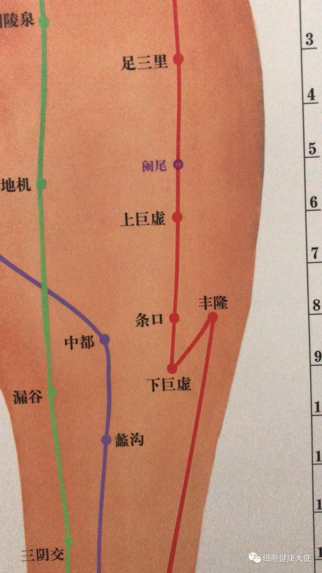 八脉交会穴  下合穴