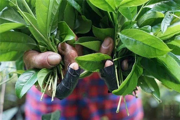 武夷岩茶初制和精制加工工艺