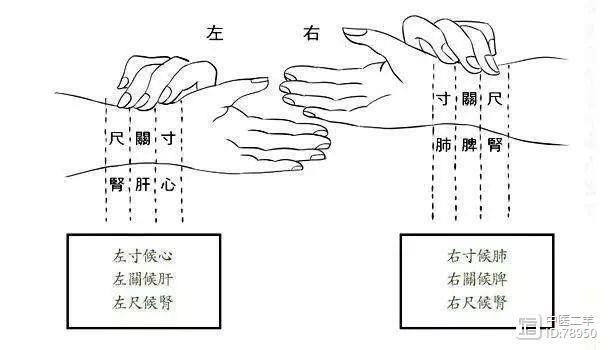 中医二羊：学中医脉诊没有捷径！如果非要来一个加速度，请查看我...