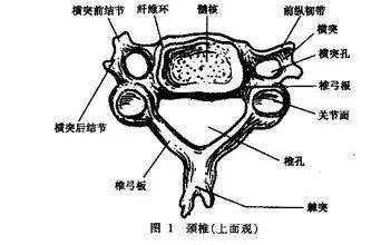 手麻的秘传绝杀疗法