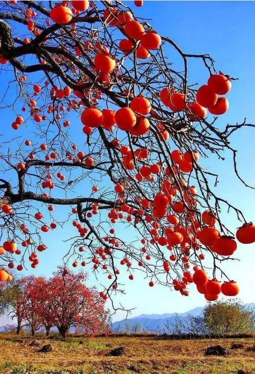 《夜航船》解析—卷一·天文部·时令（七）—节气·...