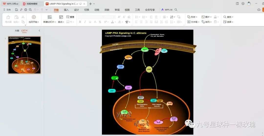 科研工具推荐 | 画科研机制图你可能用到的工具