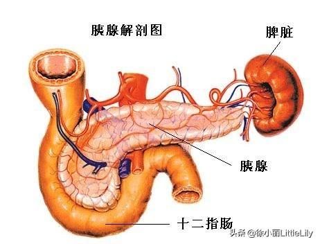 中医临床心法：人体脏腑气血运行图