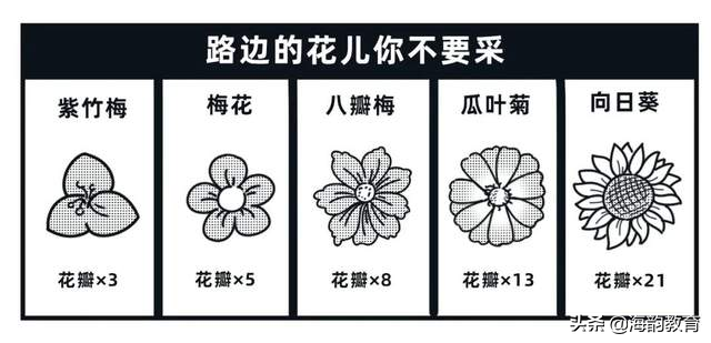 海韵教育丨数学故事——斐波那契数列