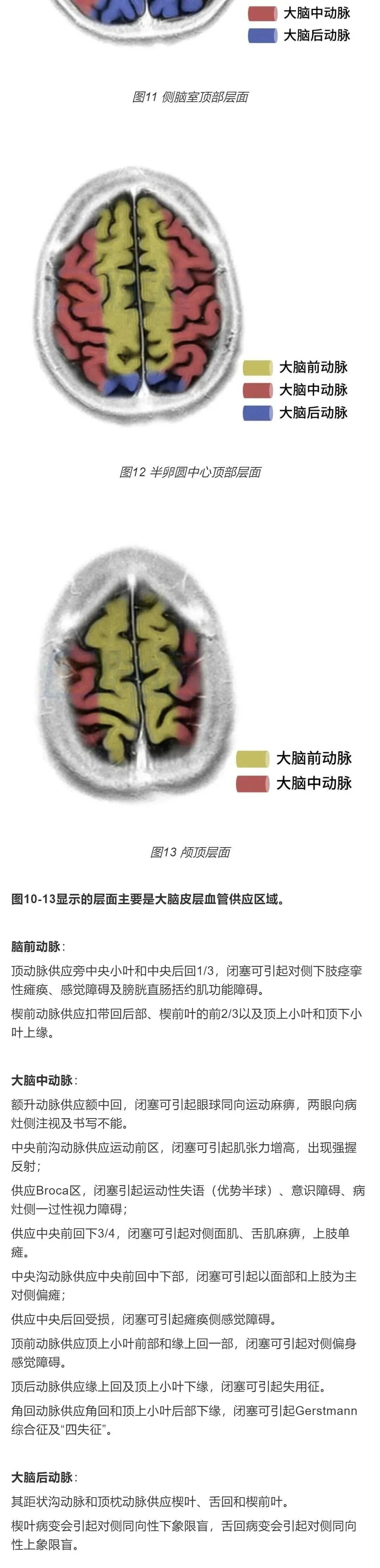 最全整理：脑动脉解剖、分段及供血区图谱