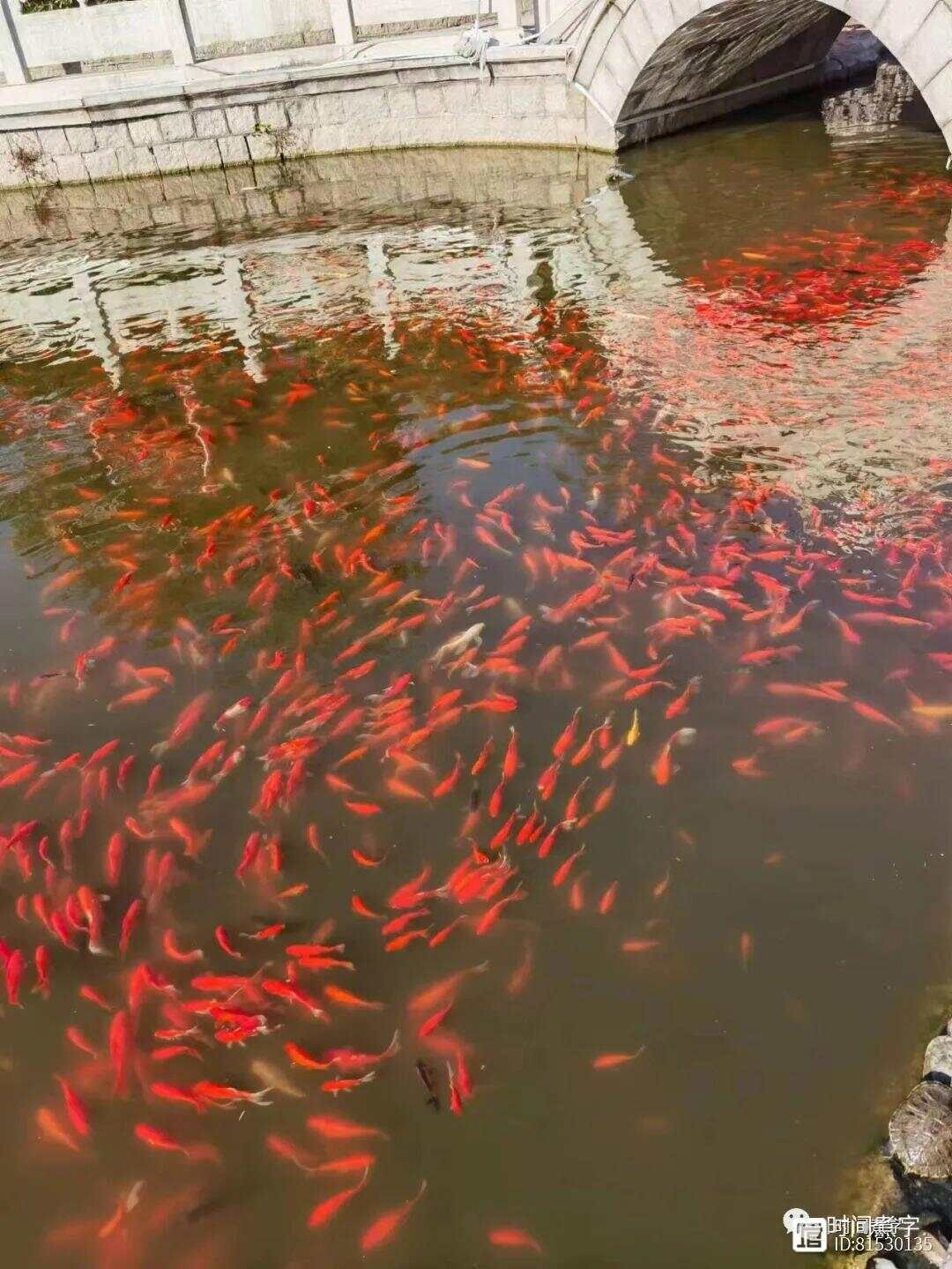 一念起，万物生｜幽幽静静的湛山寺