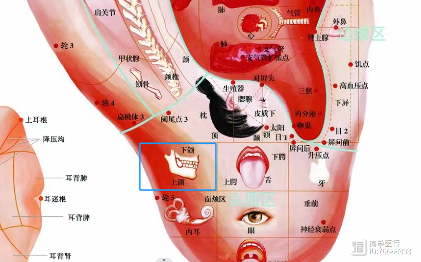 轻松学经穴人体十四经之：胃经的临床运用