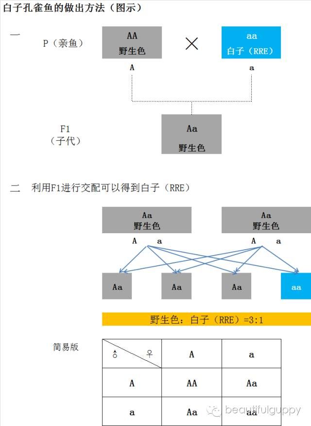 简单理解孔雀鱼的遗传与基因（六）-- 白子（RRE）孔雀鱼的做出方法