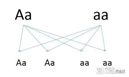 揭秘孔雀鱼基因遗传秘密，及孔雀鱼到底如何命名，这是个神秘物种