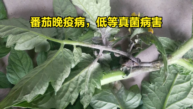 常见真菌、细菌、病毒防治药剂（一）真菌用药