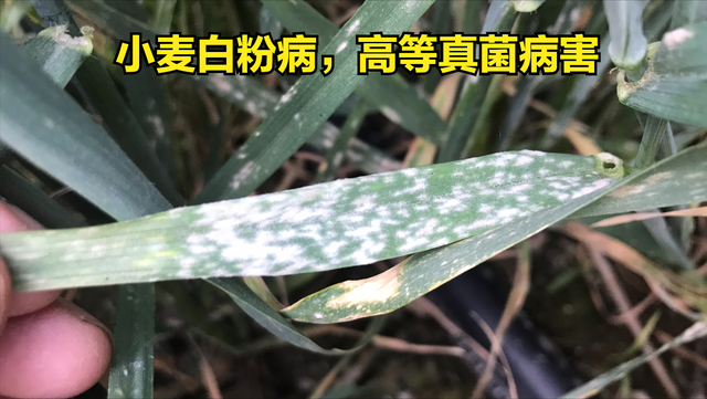 常见真菌、细菌、病毒防治药剂（一）真菌用药