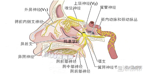 蝶腭神经节