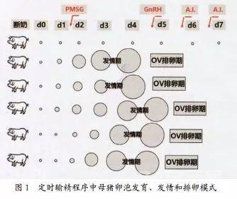 母猪定时输精与批次化管理