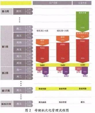 母猪定时输精与批次化管理