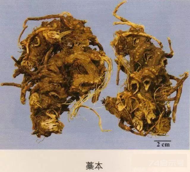 200味中药彩图谱，带图带功效，让你秒懂中药材！
