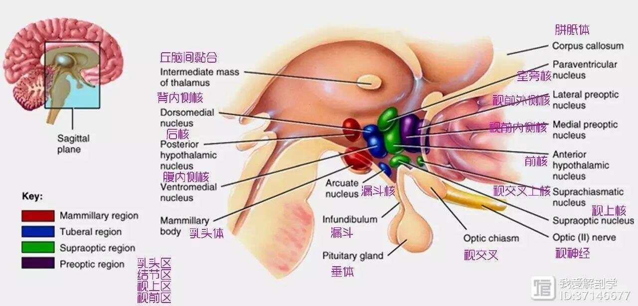 是间脑的最大