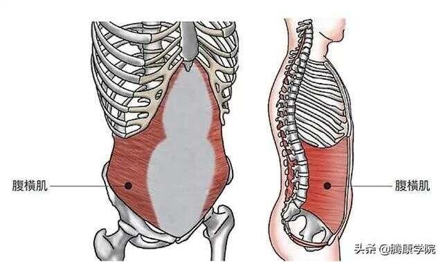 核心肌群各部位解剖要点详解