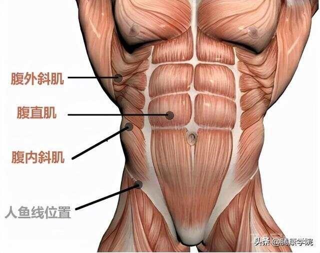 核心肌群各部位解剖要点详解