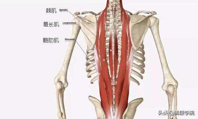 核心肌群各部位解剖要点详解