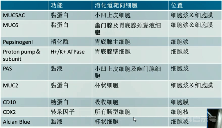 胃活检异型增生病理学习