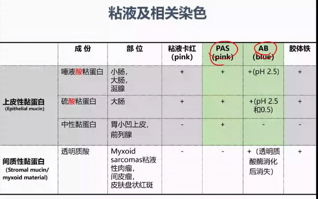 胃活检异型增生病理学习