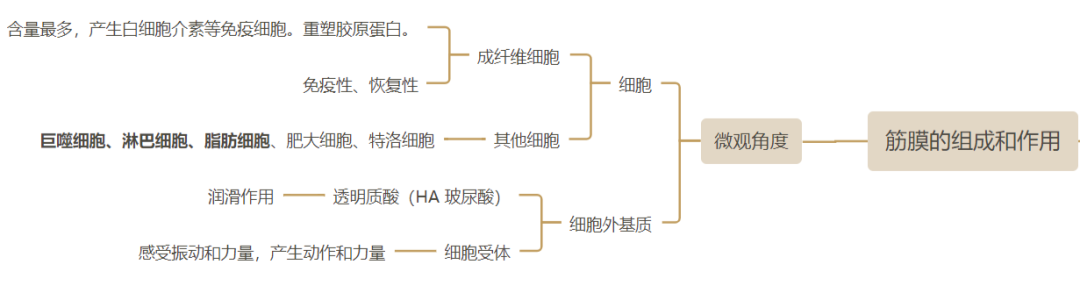 筋膜抖动激活的奥秘