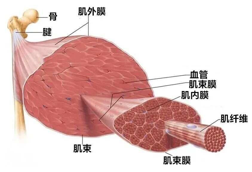 筋膜抖动激活的奥秘