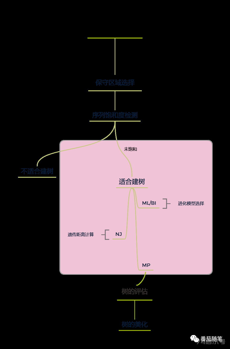 陪你学·生信十一、构建系统发育树