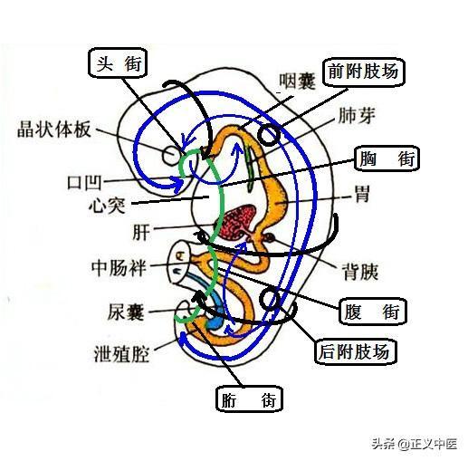 卫气巡行路线是如何形成的