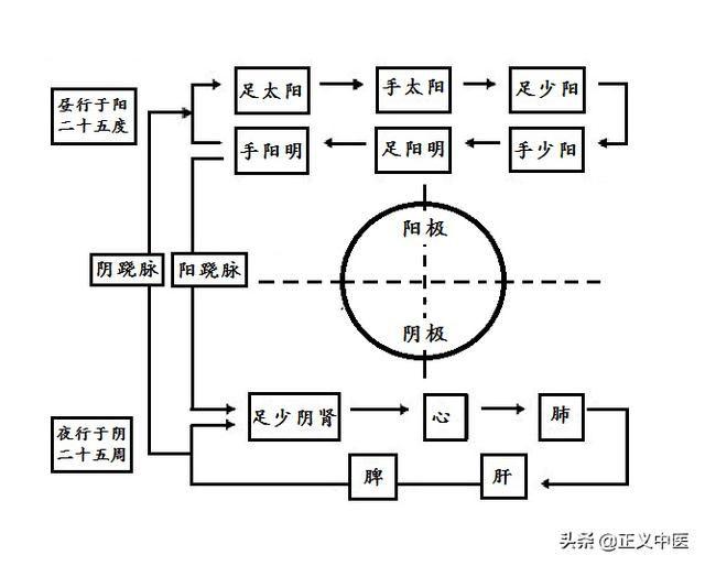 卫气巡行路线是如何形成的