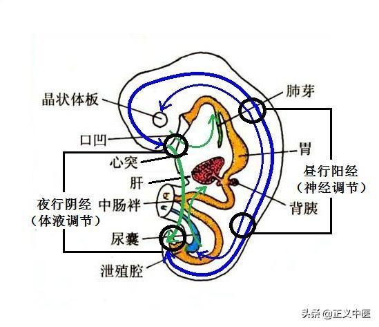 卫气巡行路线是如何形成的