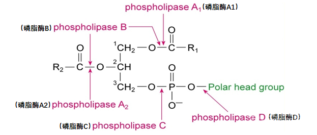 血小板功能检测专题（5）：花生四烯酸途径生物活性物质和COX抑制