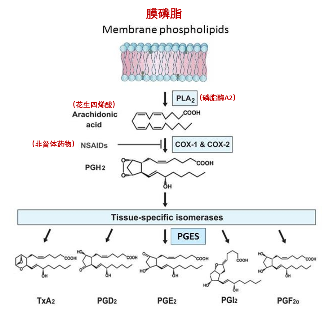 血小板功能检测专题（5）：花生四烯酸途径生物活性物质和COX抑制