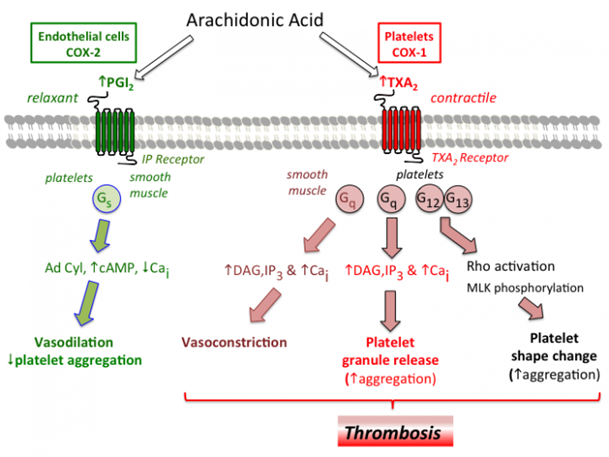 血小板功能检测专题（5）：花生四烯酸途径生物活性物质和COX抑制