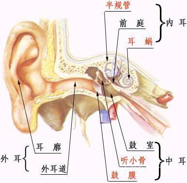 每天拉拉双耳，健身奇效，可抵抗百病不侵