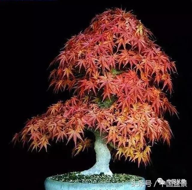 秋来枫景醉煞人