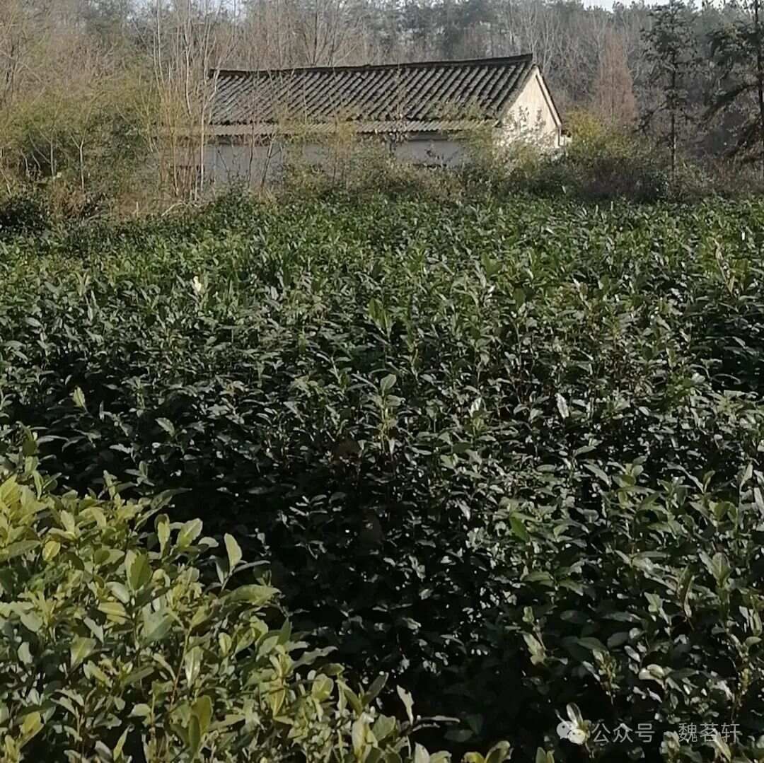 做人如茶，静而不争
