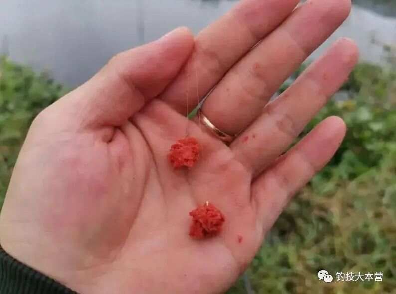 开好一份拉饵，用好拉丝粉才是关键！钓鱼基本功~