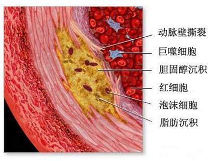 视网膜细胞_细胞膜_神经膜细胞