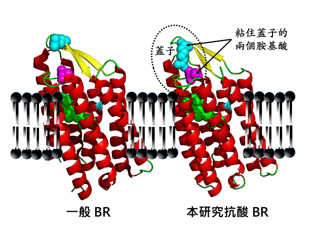 细胞膜_神经膜细胞_视网膜细胞