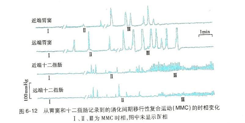 生理学┃胃内消化（二）胃的运动