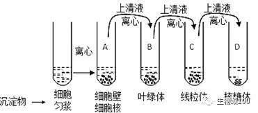 细胞膜和细胞器的分离提纯方法